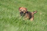BORDER TERRIER 141